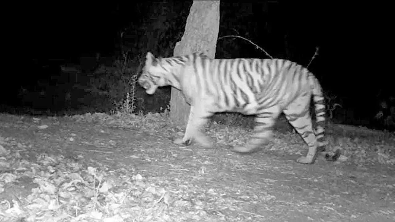 Maharashtra: Tiger spotted in camera trap in forest patch in Kolhapur